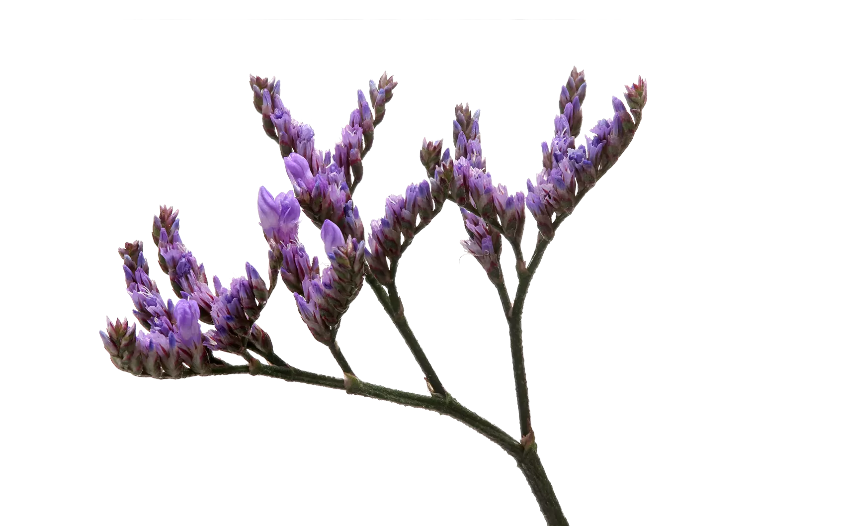 Limonium shop